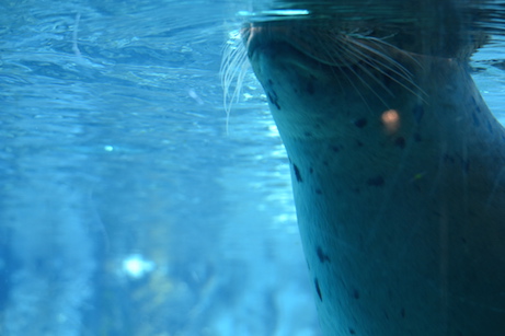Sea Lion